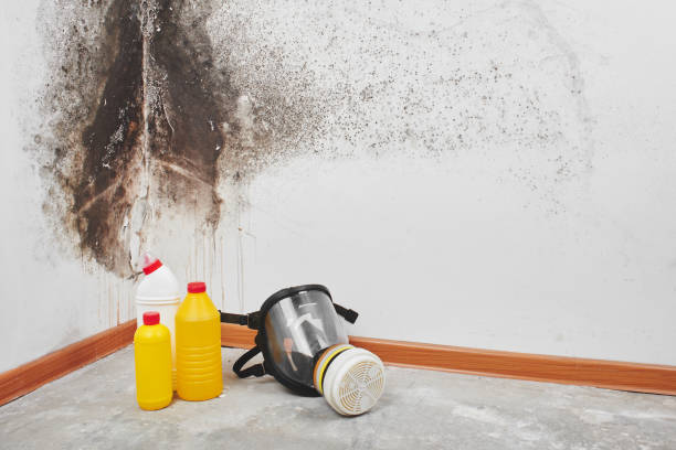 Best Attic Mold Removal  in Bohners Lake, WI