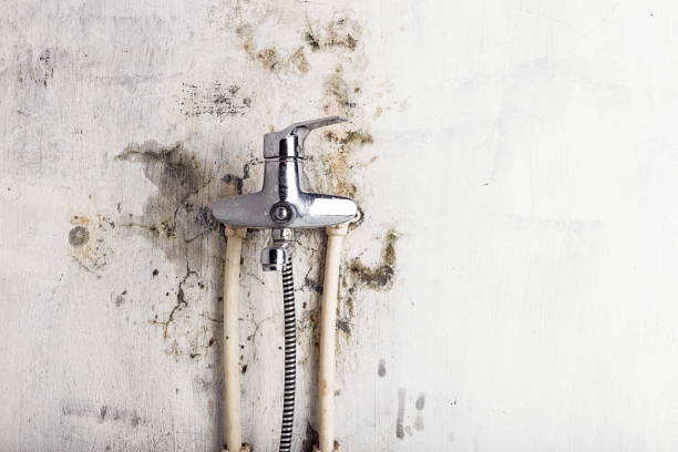 Best Toxic Mold Removal  in Bohners Lake, WI