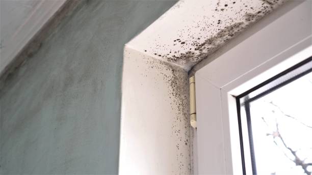Best Same-Day Mold Removal  in Bohners Lake, WI