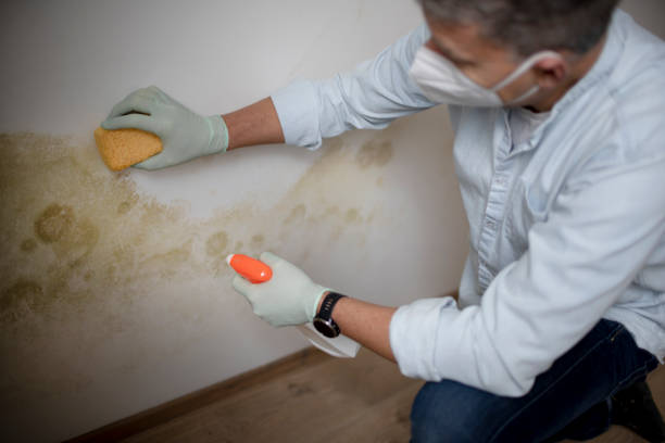 Best Affordable Mold Removal  in Bohners Lake, WI