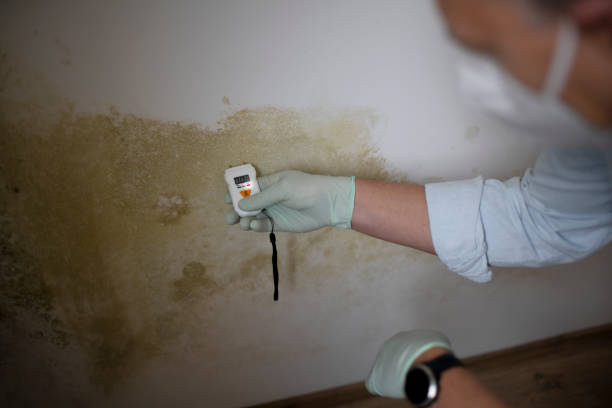 Best Office Mold Removal Services  in Bohners Lake, WI