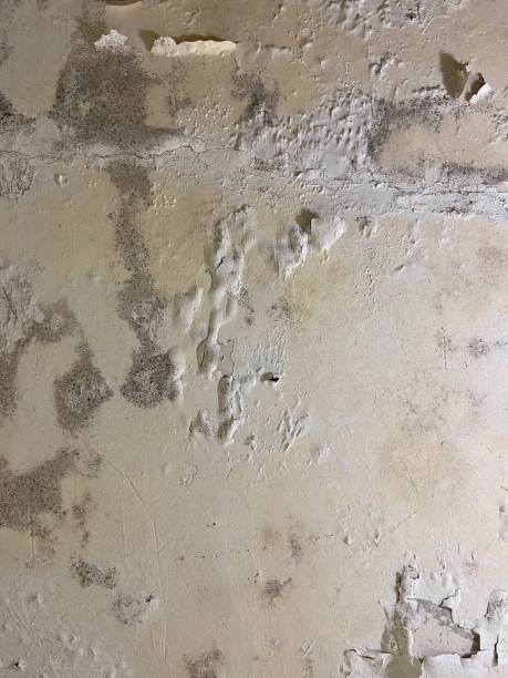 Best Professional Mold Removal  in Bohners Lake, WI