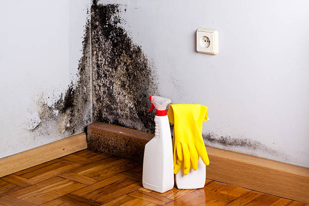 Mold Removal and Inspection in Bohners Lake, WI