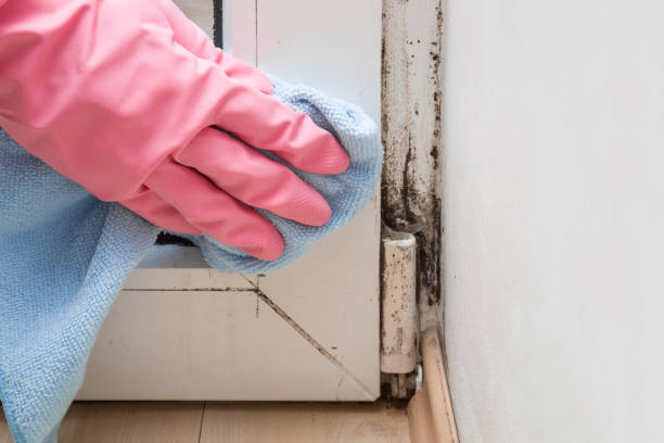 Best Mold Removal Company Near Me  in Bohners Lake, WI